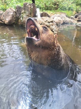 サホロリゾート　ベア･マウンテンに投稿された画像（2025/7/20）