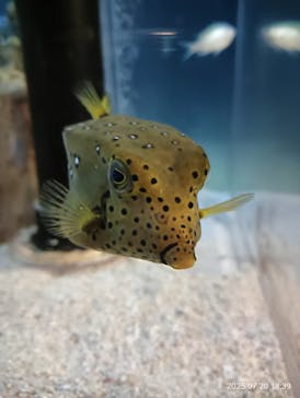 サンシャイン水族館に投稿された画像（2025/7/20）