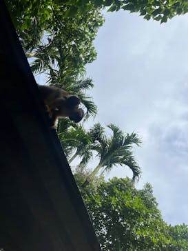 石垣やいま村に投稿された画像（2025/7/20）