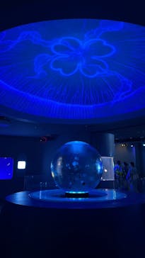 新江ノ島水族館に投稿された画像（2025/7/20）