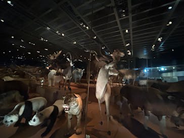 国立科学博物館に投稿された画像（2025/7/20）