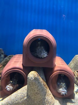 アクアワールド茨城県大洗水族館に投稿された画像（2025/7/20）