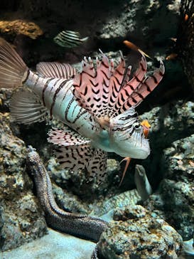 名古屋港水族館に投稿された画像（2025/7/20）