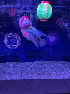 マクセル アクアパーク品川に投稿された画像（2025/7/20）