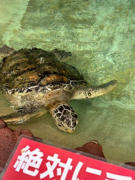 あわしまマリンパークに投稿された画像（2025/7/20）