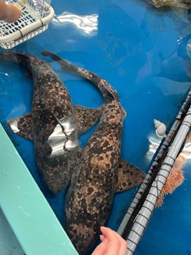 竹島水族館に投稿された画像（2025/7/20）