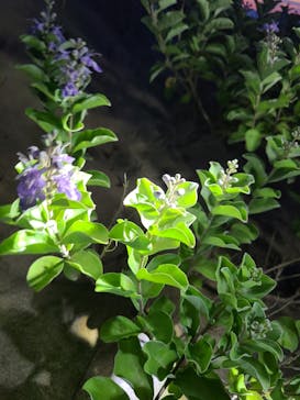 とっとり観光ガイドセンターに投稿された画像（2025/7/20）