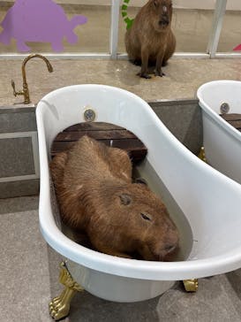 アニタッチ 東京ドームシティに投稿された画像（2025/7/20）