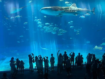 沖縄美ら海水族館に投稿された画像（2025/7/20）