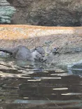 仙台うみの杜水族館に投稿された画像（2025/7/20）