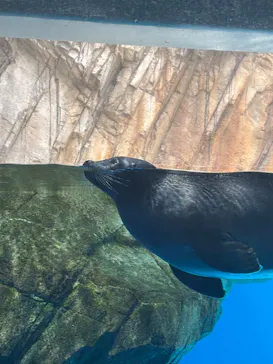 仙台うみの杜水族館に投稿された画像（2025/7/20）