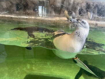 しながわ水族館に投稿された画像（2025/7/20）
