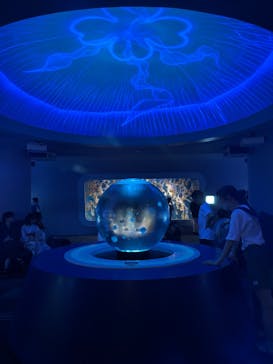 新江ノ島水族館に投稿された画像（2025/7/20）