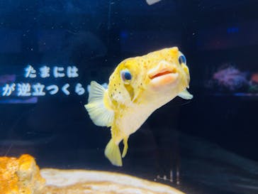 横浜開運水族館 フォーチュンアクアリウムに投稿された画像（2025/7/20）