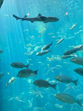 下田海中水族館に投稿された画像（2025/7/20）