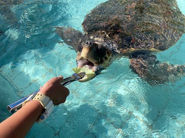下田海中水族館に投稿された画像（2025/7/20）