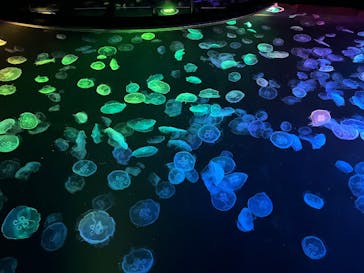 すみだ水族館に投稿された画像（2025/7/20）