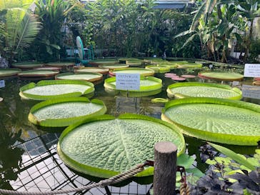 熱川バナナワニ園に投稿された画像（2025/7/20）