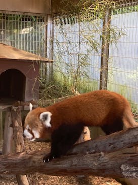 熱川バナナワニ園に投稿された画像（2025/7/20）