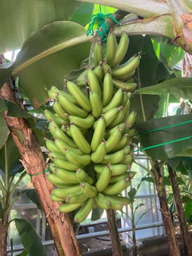 熱川バナナワニ園に投稿された画像（2025/7/20）