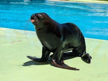 あわしまマリンパークに投稿された画像（2025/7/20）