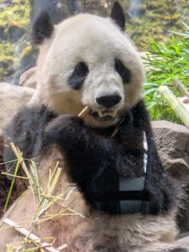 恩賜上野動物園に投稿された画像（2025/7/20）