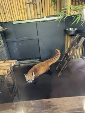 恩賜上野動物園に投稿された画像（2025/7/20）