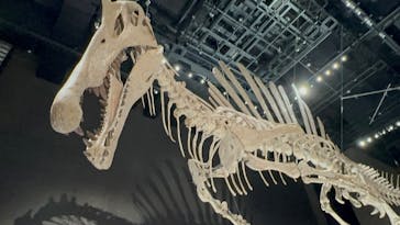 福井県立恐竜博物館に投稿された画像（2025/7/20）