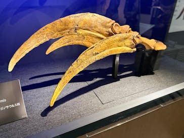 福井県立恐竜博物館に投稿された画像（2025/7/20）