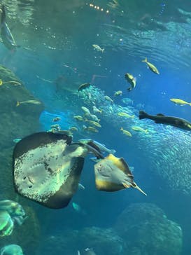 新江ノ島水族館に投稿された画像（2025/7/20）