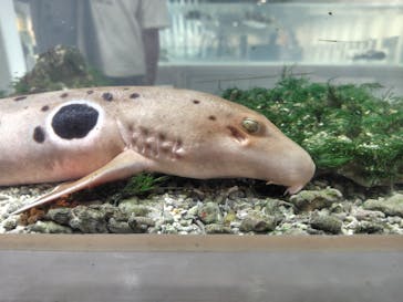 NIFREL（ニフレル）に投稿された画像（2025/7/20）