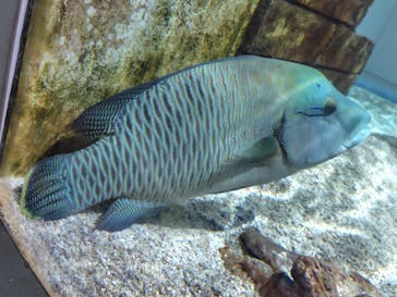 NIFREL（ニフレル）に投稿された画像（2025/7/20）