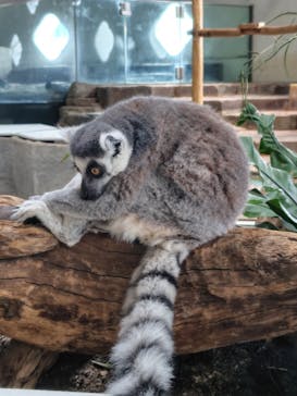 NIFREL（ニフレル）に投稿された画像（2025/7/20）