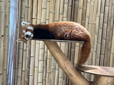 熱川バナナワニ園に投稿された画像（2025/7/20）