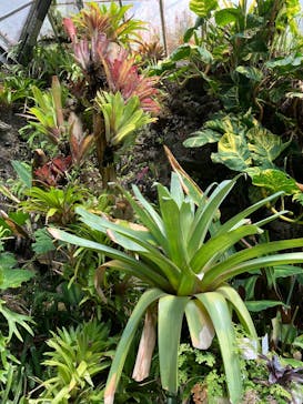 熱川バナナワニ園に投稿された画像（2025/7/20）