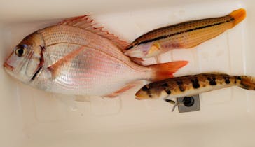 サルワーレ（周防大島店）に投稿された画像（2025/7/21）