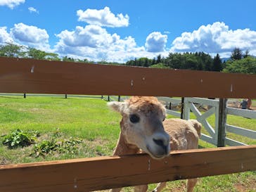 牧歌の里に投稿された画像（2025/7/21）