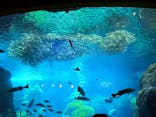 新江ノ島水族館に投稿された画像（2025/7/21）
