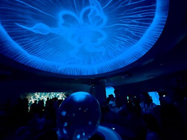 新江ノ島水族館に投稿された画像（2025/7/21）