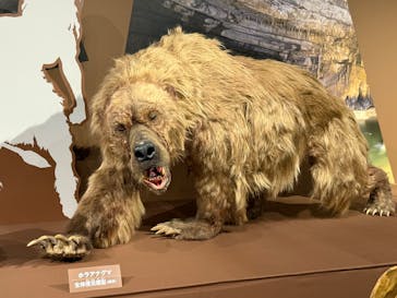 特別展「氷河期展 〜人類が見た4万年前の世界〜」（国立科学博物館）に投稿された画像（2025/7/21）