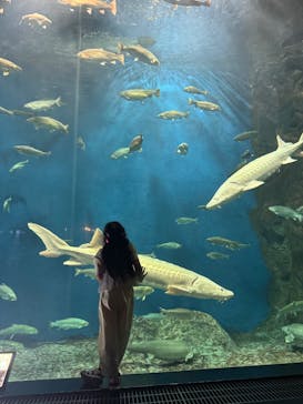 サケのふるさと 千歳水族館に投稿された画像（2025/7/21）