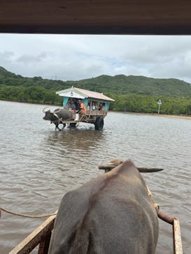 西表島 ADVENTURE PiPi（アドベンチャーピピ）に投稿された画像（2025/7/21）