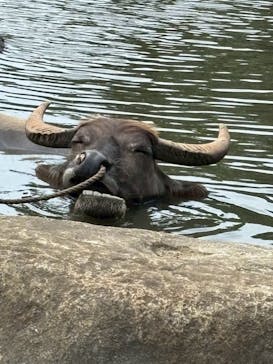 西表島 ADVENTURE PiPi（アドベンチャーピピ）に投稿された画像（2025/7/21）