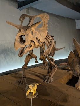 福井県立恐竜博物館に投稿された画像（2025/7/21）