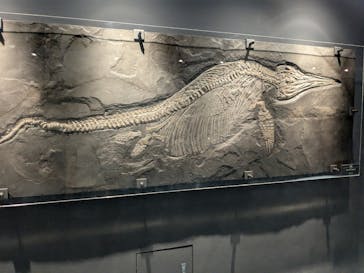 福井県立恐竜博物館に投稿された画像（2025/7/21）