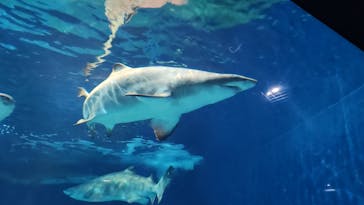 アクアワールド茨城県大洗水族館に投稿された画像（2025/7/21）