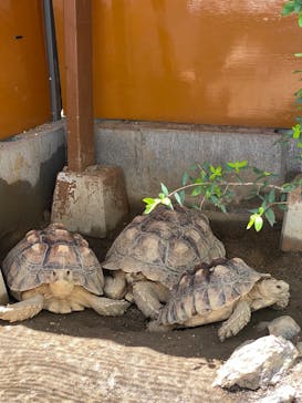 竹島水族館に投稿された画像（2025/7/21）