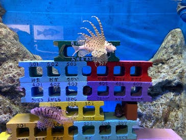 竹島水族館に投稿された画像（2025/7/21）