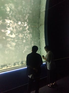 アクアワールド茨城県大洗水族館に投稿された画像（2025/7/21）