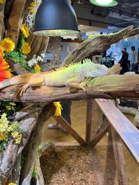 NARA IKIMONO MUSEUMに投稿された画像（2025/7/21）